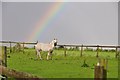 North Somerset : Grassy Field & Horse