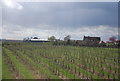 Orchards near Tonge