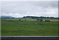 Cattle by the A74(M)