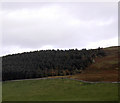 Woodland on Shotton Hill