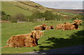 SX6979 : Highland cattle below Challacombe Down by john bristow