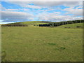 Fields and Woodland near Tomnamoon