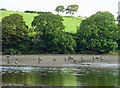 SN0639 : Geese by the Afon Nyfer by Dylan Moore