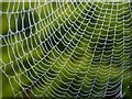 SP9211 : Dew bedecked web by Rob Farrow
