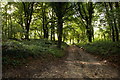 Bridleway through the Larches