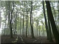 Misty beeches in Roundhill Wood