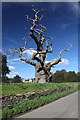 ST8666 : Dead Tree at Neston Park by Doug Lee