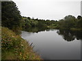 NZ0763 : The River Tyne and Alder Wood by Paul Franks