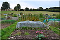 Allotments beside Witt Road