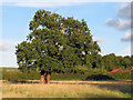 Oak near Fernhall Lane