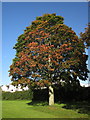 Tree in Shiphay Park