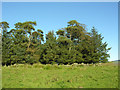 Wood on Fore Moor, Creetown