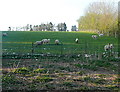 Sheep at Troedyrharn