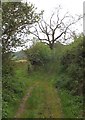 Bridleway between Charton and Rousdon