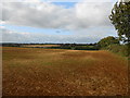 Newly Sown Field at Horley