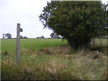 TM3577 : Bridleway to Chediston Green by Geographer