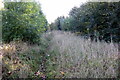 Overgrown Oxford Bletchley tracks