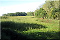 Fishpond Spinney at the far edge of the field