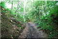 Muddy Bridleway