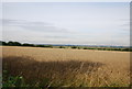 Wheat field, South Fambridge