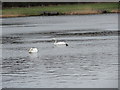 NZ2888 : Mute Swans on the lake by Robert Graham