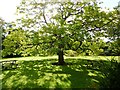 Tree at Learning South West, Bishops Hull House