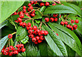 J3773 : Cotoneaster berries, Belfast by Albert Bridge