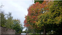 SO5923 : Autumn colour, St. Mary's churchyard by Jonathan Billinger