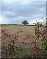 Hawthorn berries by Breck Lane