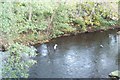 Heron in the River Don, Oughtibridge - 1