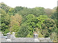 Spot the Heron in the trees, behind Church Street, Oughtibridge