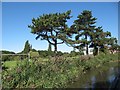 Pine trees alongside Westacre