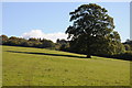 Oak tree in a field