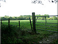 Pasture north of Flordon Road