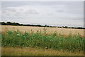 Wheat in the Crouch Valley