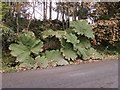 Gunnera at New Moat 2