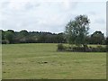 Hanbury Woodend farmland