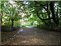 Valley Bridge - Riversvale Arboretum