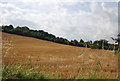 Wheat field, Ashingdon