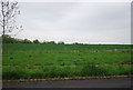 Farmland by Newbridge Rd