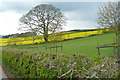 Pasture near Cefn-coch