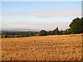 Stubble field