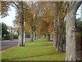 View along the green and avenue of trees on St Mary