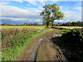 Track between Knaresborough Road and Littlethorpe