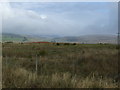 Rough grazing near Lonning House