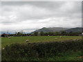 Grazing sheep west of Drummanmore Road