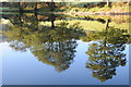 Mirrored trees