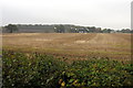 Stubble field with pigeons