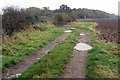 Track toward Bedlam Copse