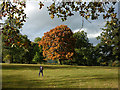 Autumn colour on the path to Lowther Castle